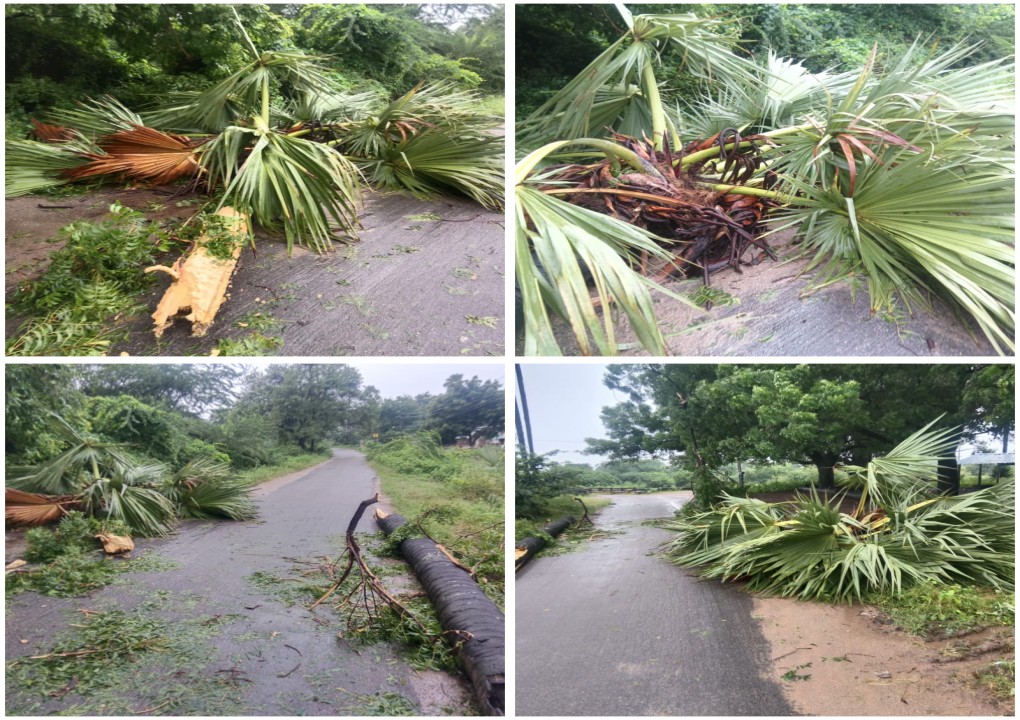 చింతగట్టులో విరిగిపడ్డ తాటిచెట్టు: ఆందోళనలో గీత కార్మికులు