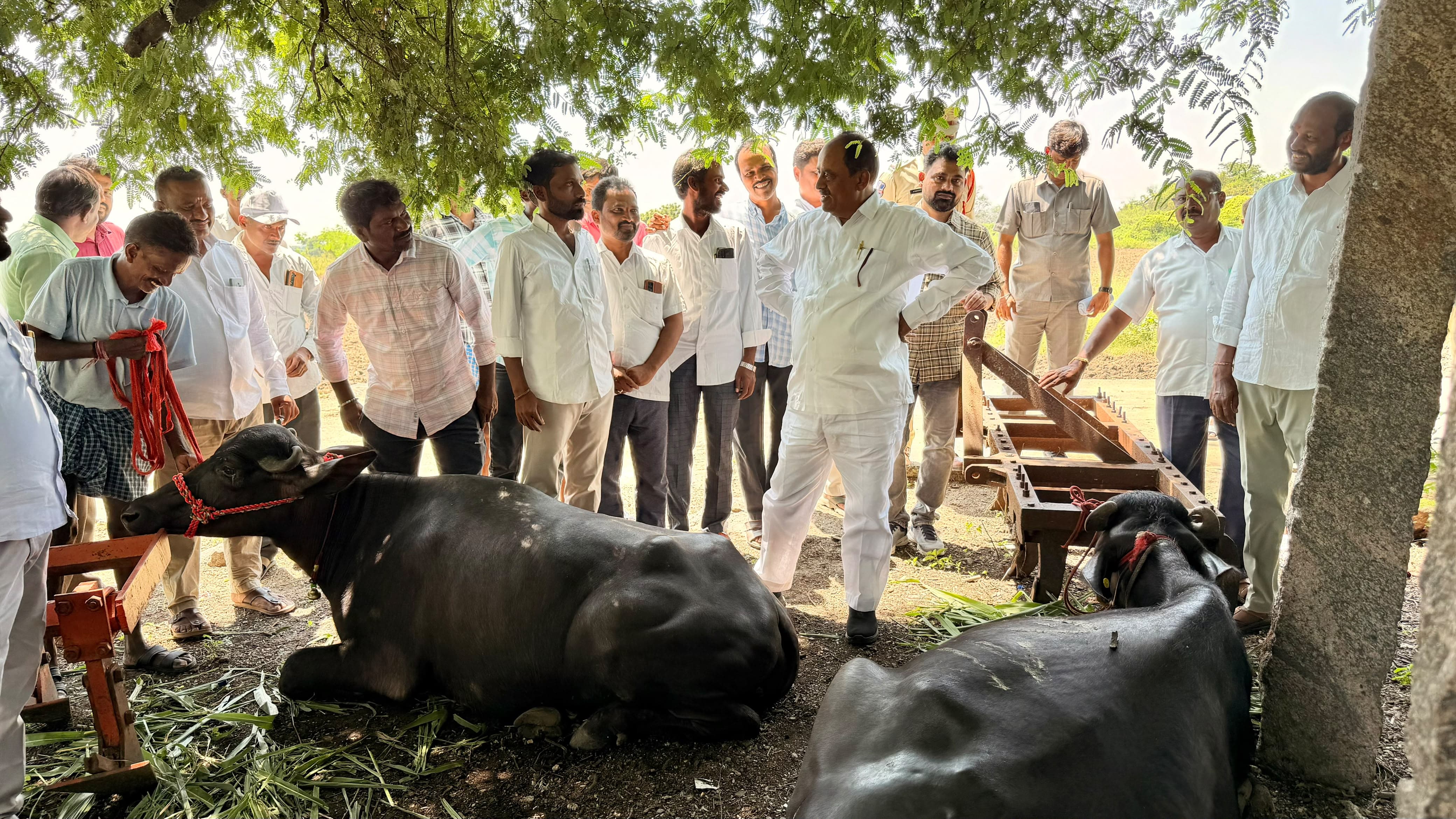 పాడి గేదెల పెంపకంతో కుటుంబాలు ఆర్థికంగా అభివృద్ధి చెందాలి