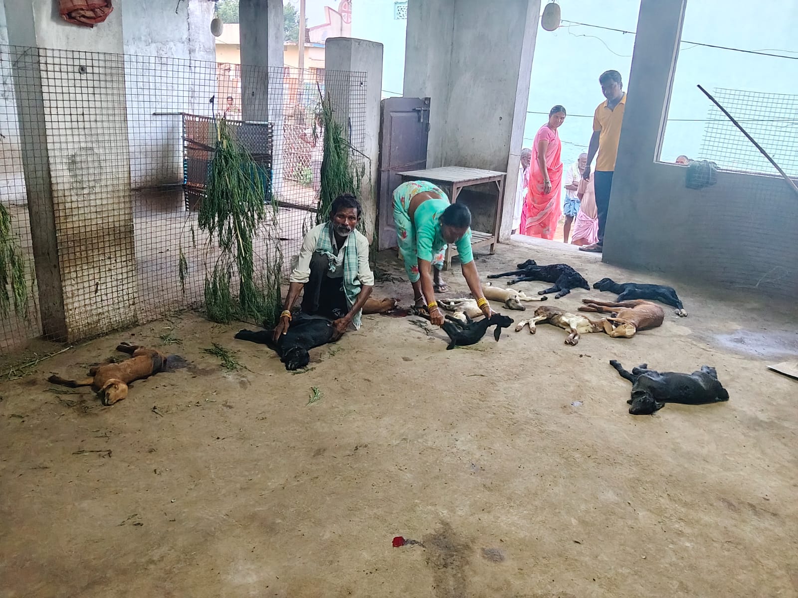 వీధి కుక్కల దాడిలో 12 గొర్రె పిల్లలు మృతి రూ.60 వేలకుపైగా నష్టం